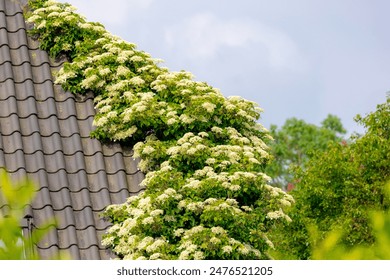 大玩家平台:如何在游戏世界中实现财富自由的秘诀