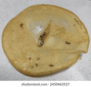 女神娱乐:探索当代女性在娱乐行业的崛起与影响