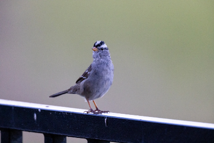 天空彩票平台的优势与特点,助你轻松购彩