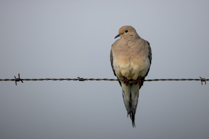 天都的旅游攻略:畅游必去景点与实用小贴士分享