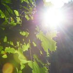 天行体育网站:全面解析体育赛事最新动态与资讯 fyzpzt