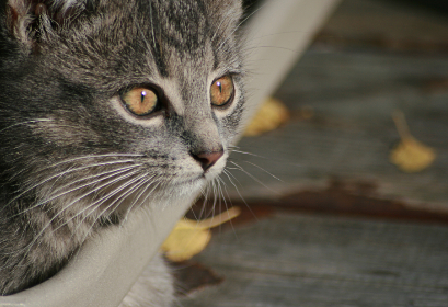 如何利用39153.com提升你的在线业务效率?